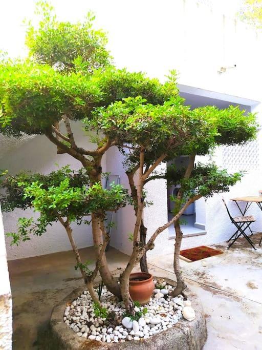 La Casa De Las Palmeras Muntanya la Sella Eksteriør bilde